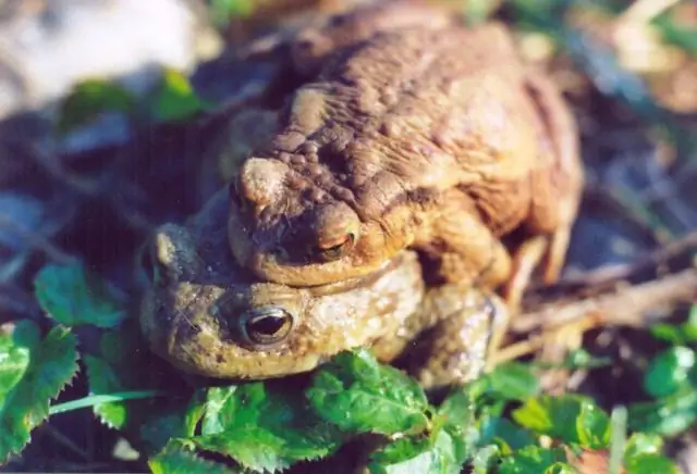 Держите горчицу: что делает пауков привередливыми в еде