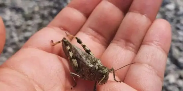 Изменение климата угрожает вымирающим воробьям