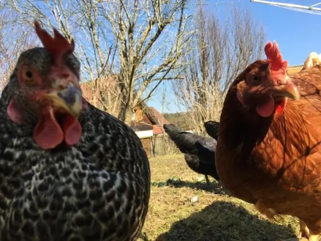 Действительно ли один палец лучше трех? Как ноги лошади эволюционировали для путешествий, а не для скорости