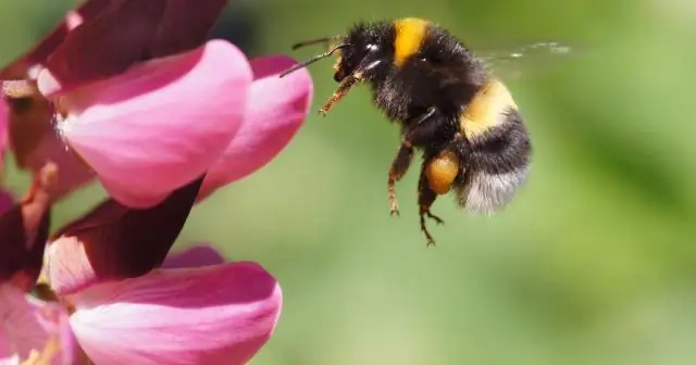 Исчезающие виды шмелей под угрозой исчезновения