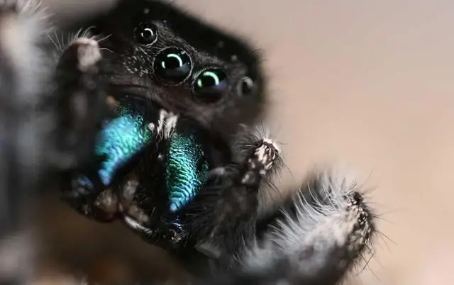 Исследователи сопоставляют звук, реакцию и предвкушение вознаграждения в мозгу мыши