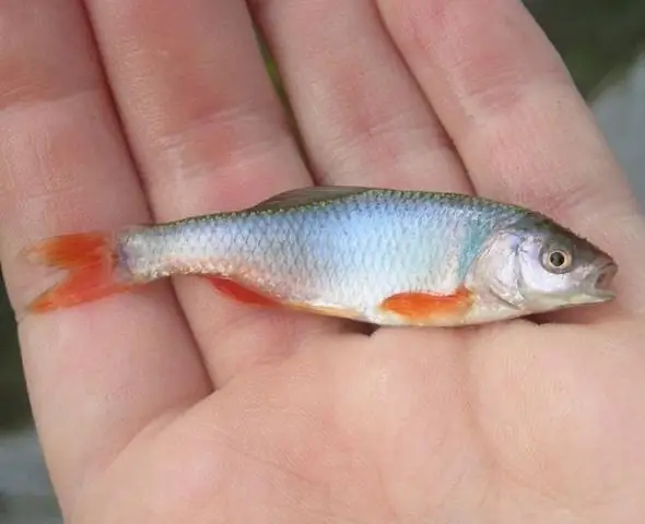 Рыба, находящаяся под угрозой, выпускает химические вещества, чтобы предупредить других об опасности