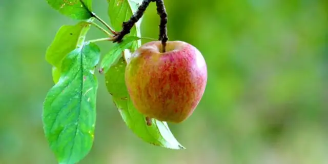 Новый метод обнаружения нецелевых эффектов CRISPR: ученые открыли, как идентифицировать нецелевые повреждения, вызванные редактированием генома CRISPR