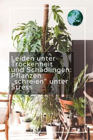 Потепление: растения тоже испытывают стресс: ученые обнаружили связь между редактированием РНК и взаимодействием хлоропластов с ядром, которая может помочь растениям адаптироваться