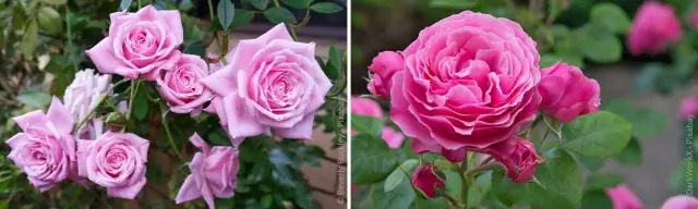 Групповые решения: когда больше информации не обязательно лучше