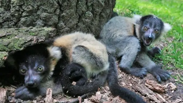 Островные ящерицы умеют загорать, и исследователи обнаружили, что это замедляет их эволюцию