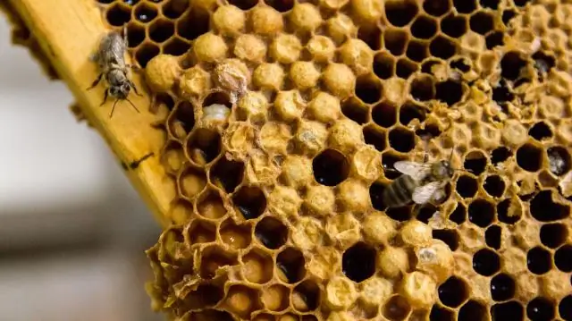 Неоники мешают пчелам бороться со смертельными клещами