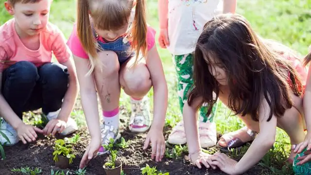 «Семейные ссоры» в семенах показывают, как родители и потомство иногда развиваются в противоречивых направлениях