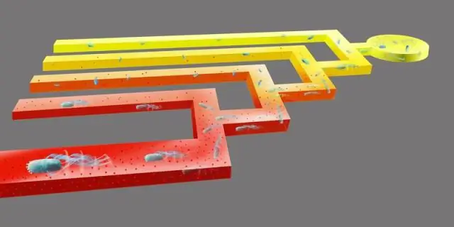 Бактерии демонстрируют ярко выраженную индивидуальность при навигации по лабиринту