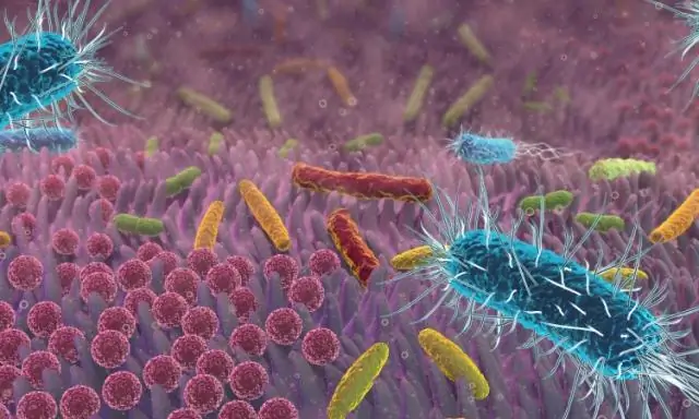Исследователи показывают, как бактерии могут адаптироваться, чтобы сопротивляться лечению антибиотиками