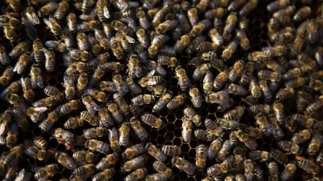 Полевые испытания неоникотиноидов: медоносные пчелы гораздо более выносливы, чем шмели