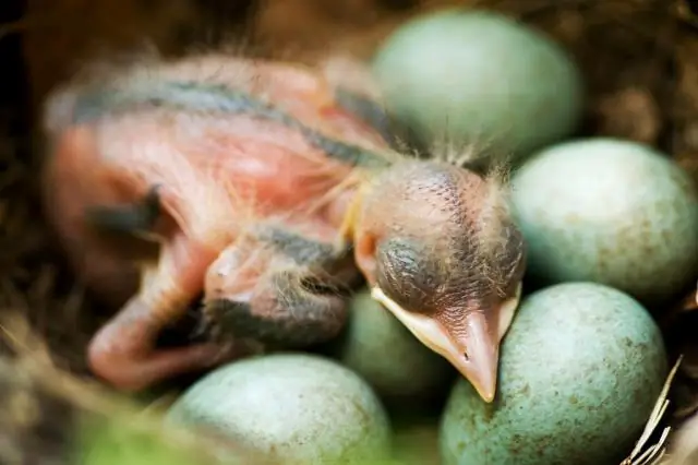 Населенные пункты в Амазонии намного старше, чем считалось ранее