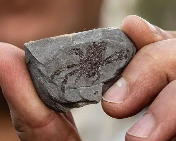 Познакомьтесь с Callichimaera perplexa, утконосом среди крабов