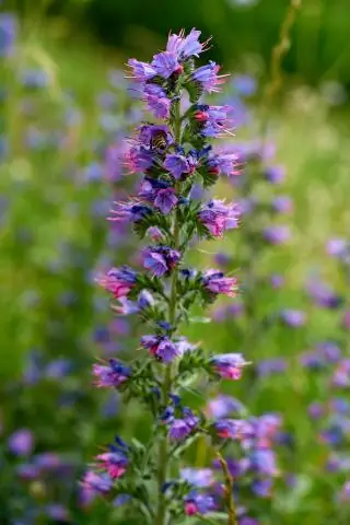 Геномные особенности, которые делают растения хорошими кандидатами для одомашнивания