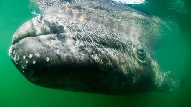 Природные пейзажи? Ученые призывают к смене парадигмы в реставрационных проектах