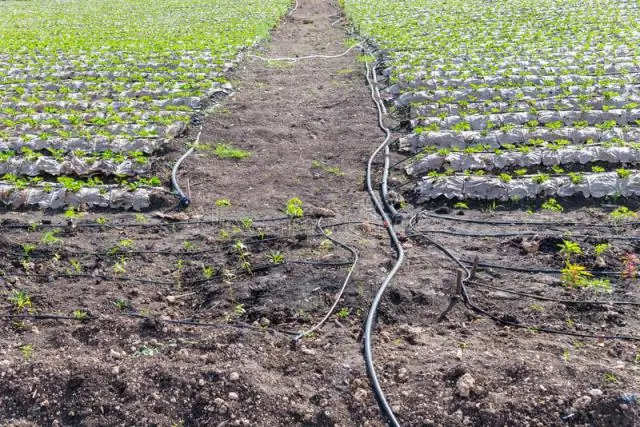 Биомеханизм клеточного «палача» раскрывает секреты управления им