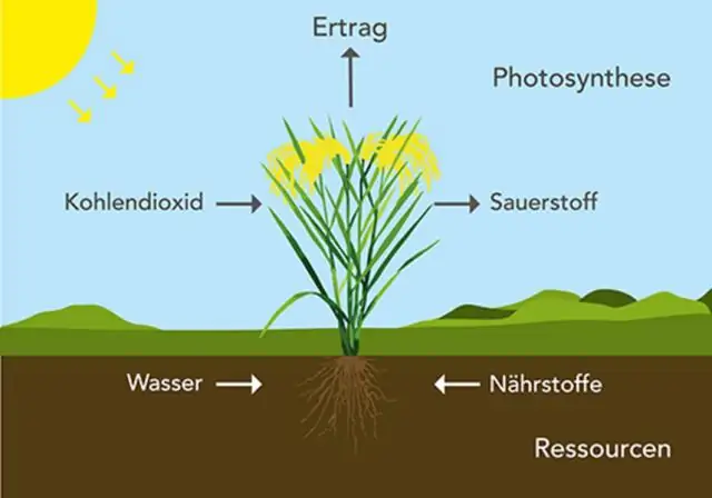 Основные открытия помогают понять «суперклей» бактерий: понимание этих белков-суперклеев может помочь в борьбе с устойчивостью к антибиотикам
