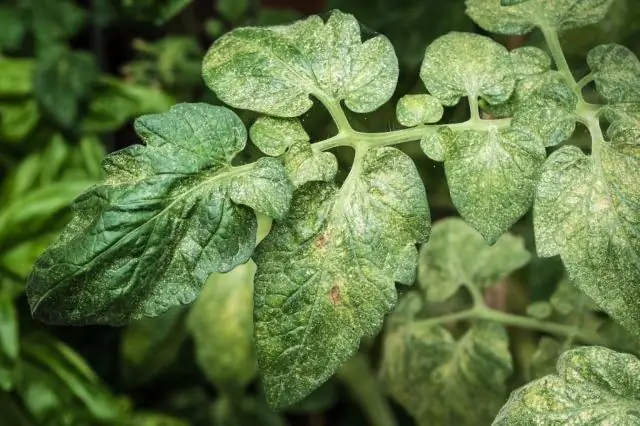 Растительные клетки питаются собственными мембранами и каплями масла