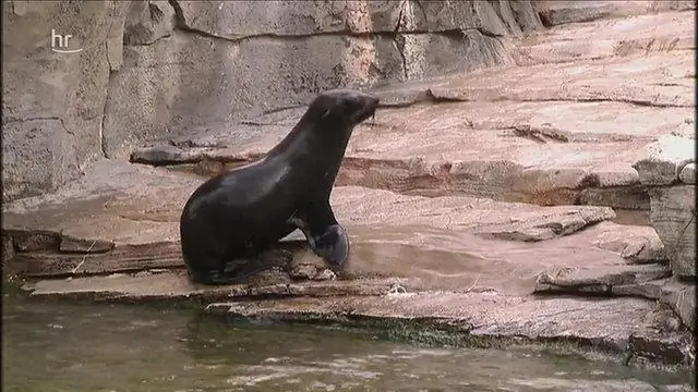 Сюрприз: бонобо едят и делят мясо с такой же скоростью, как и шимпанзе: появляется все больше свидетельств того, что самки бонобо контролируют мясо, иногда с демонстрацией силы