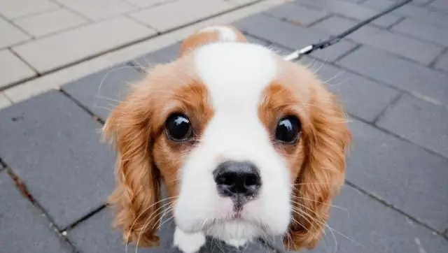 Амеба, вызывающая болезни, прячется, демонстрируя белки из клеток-хозяев