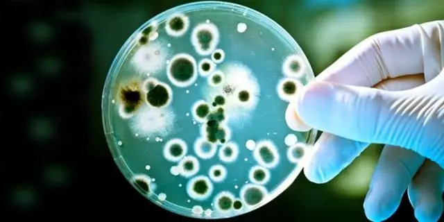 Препарат может обратить вспять гиперактивность, вызванную паразитарной инфекцией