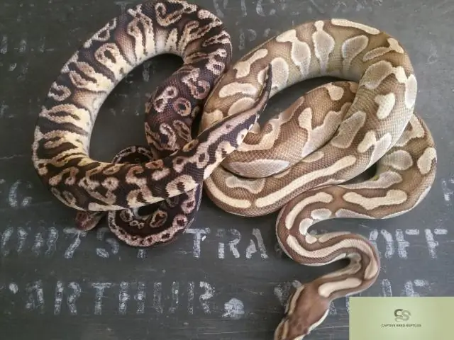 «Экзотические» гены могут повысить урожайность и качество хлопка