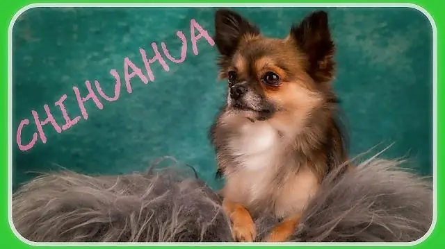 Почему птицы обычно живут дольше млекопитающих?