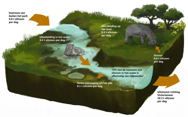 Гиппопотамы, животные насосы кремния: через свои фекалии бегемоты переносят большое количество кремния, важного вещества для экосистем, с суши в воду