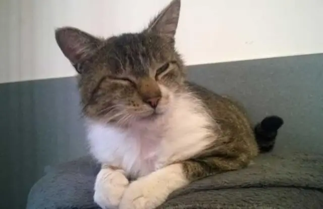 Вакцинация может помочь защитить летучих мышей от смертельной болезни