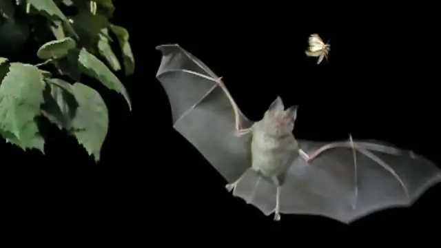 Летучие мыши развили различные формы черепа благодаря эхолокации, питанию