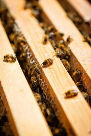 Открытие переноса РНК через маточное молочко может помочь в разработке вакцин для медоносных пчел