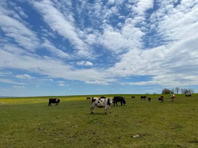 Пятнадцать лет данных о комарах указывают на виды, которые с наибольшей вероятностью передают вирус Западного Нила в Айове