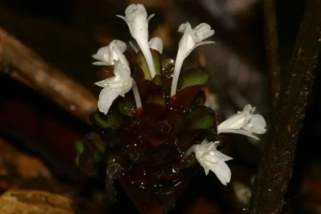 Разведение крупного рогатого скота может помочь сохранить редких африканских антилоп и львов