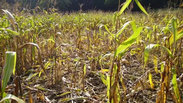 Охота ставит под угрозу хранение углерода в лесах, но при этом игнорируется в усилиях по смягчению последствий изменения климата