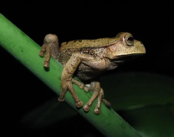 Под угрозой исчезновения находится даже больше земноводных, чем мы думали