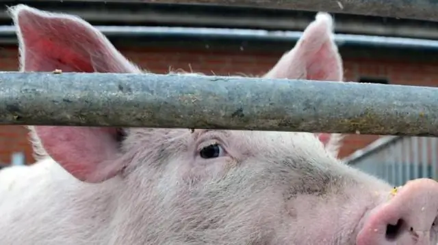 Вакцина от африканской чумы свиней может спасти нашу жизнь