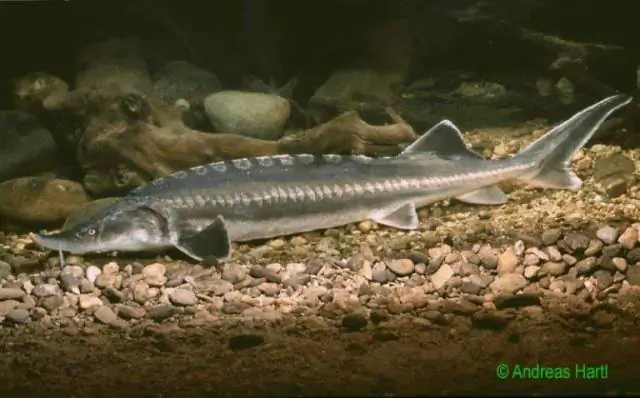 Находящийся под угрозой исчезновения осетр учится ради фитнеса