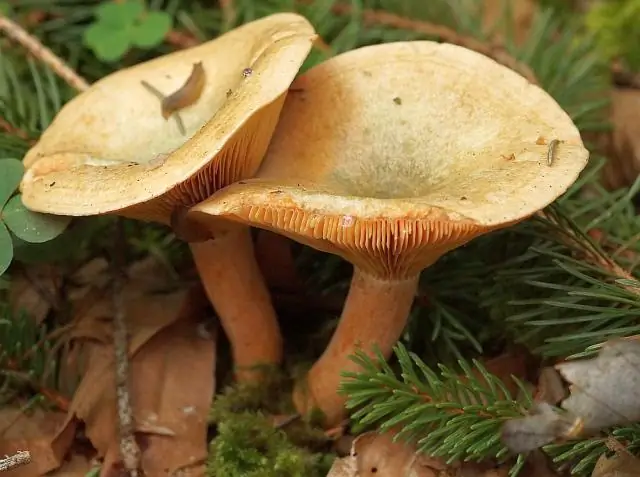 В Таиланде обнаружен лекарственный гриб