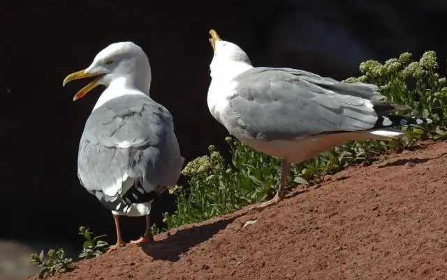 Ловкие серебристые чайки учатся новым приемам, чтобы приспособиться к своим привычкам питания