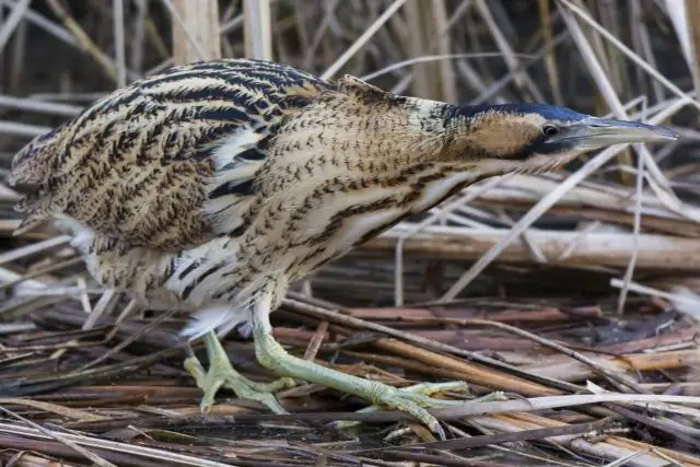 Птица, восставшая из мертвых
