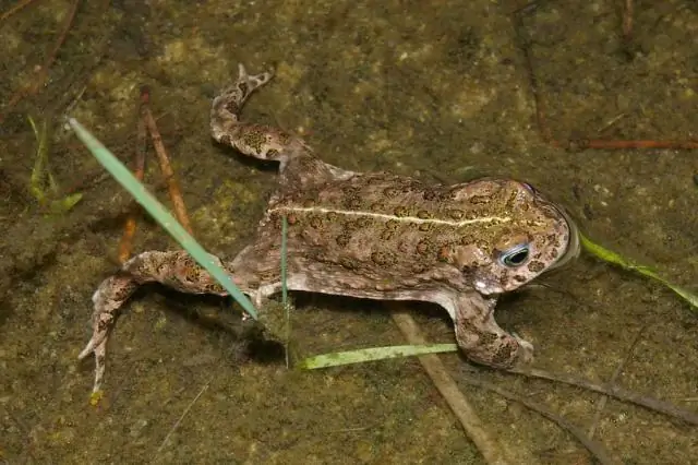 Оценка сохранения: какие заповедники защищают леса?