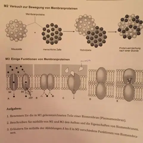 Биология рыб: Как цитоплазма отделяется от желтка