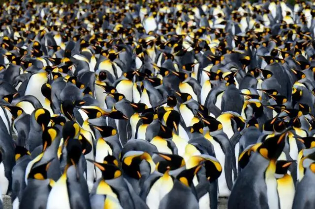 Горячие точки антарктического биоразнообразия существуют везде, где испражняются пингвины и тюлени