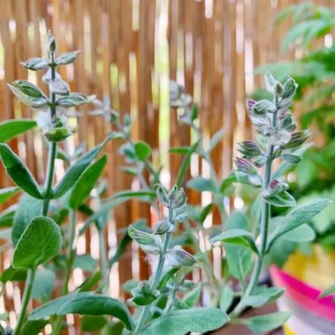 Местные растения восстанавливаются сами по себе после удаления инвазивных кустарников