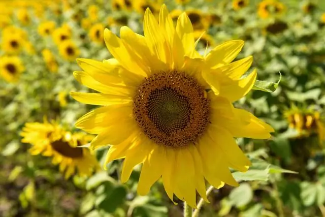 Коллагеновые волокна растут как подсолнух