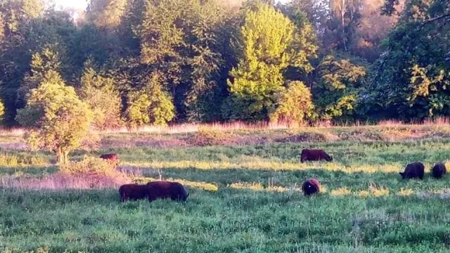 Органические животноводческие фермы приносят пользу птицам, гнездящимся в сельскохозяйственных условиях