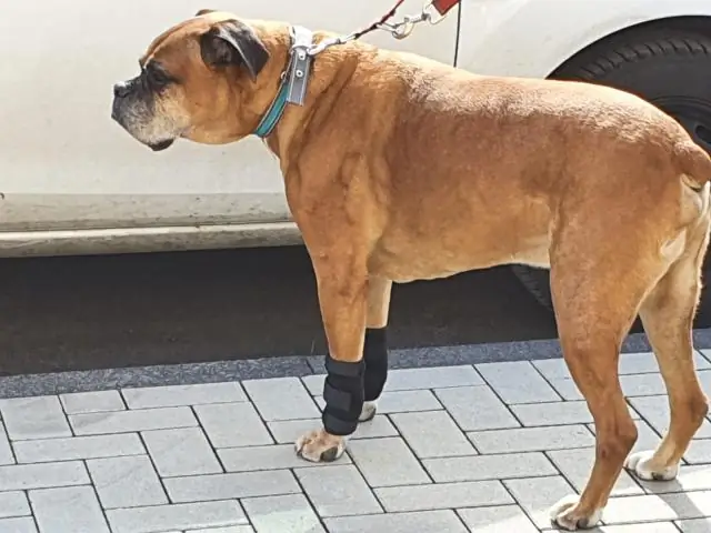 На владение собакой влияет наш генетический состав