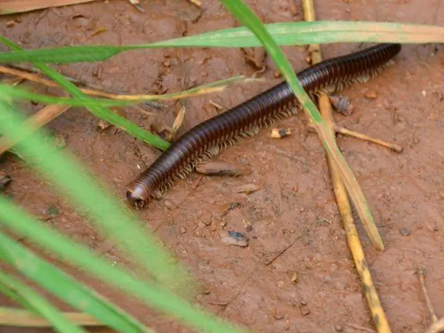 Волонтеры музея обнаружили новый вид вымершей цапли на месте окаменелостей в Северной Флориде