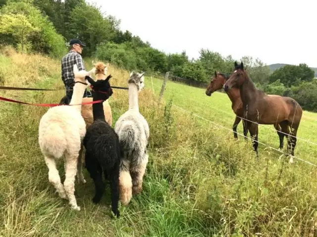 Противоположные пути восстановления леса