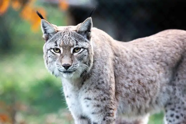 Технология SABER расширяет возможности визуализации ДНК и РНК